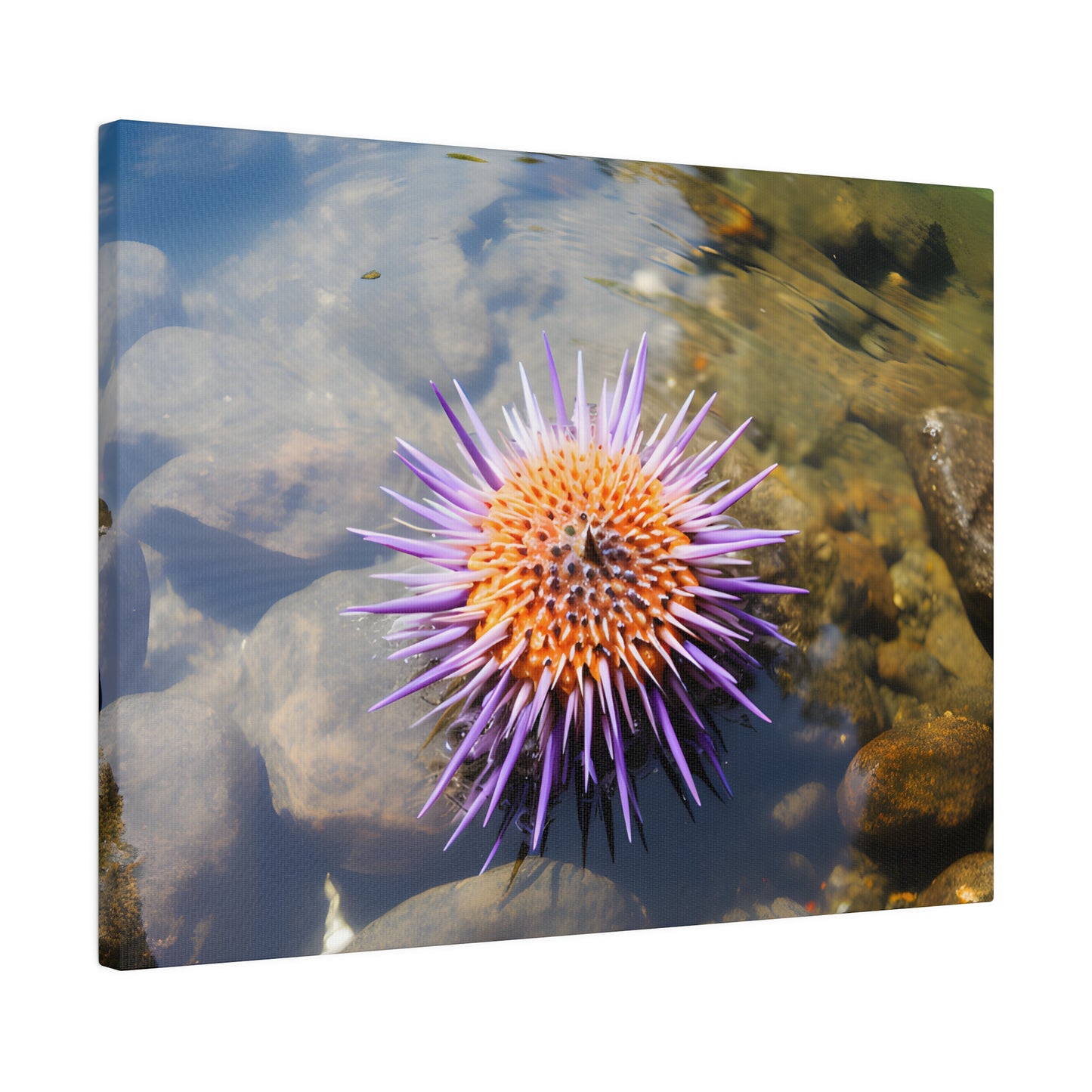 Sea Urchin Matte Canvas, Stretched, 0.75" pn005