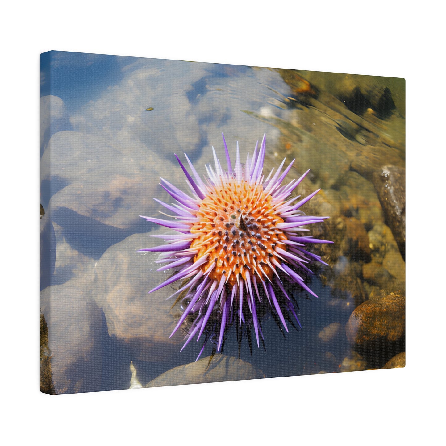 Sea Urchin Matte Canvas, Stretched, 0.75" pn005