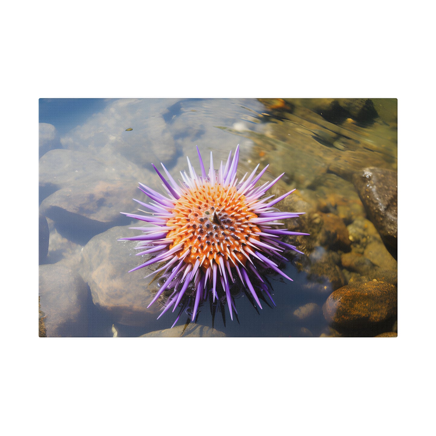 Sea Urchin Matte Canvas, Stretched, 0.75" pn005