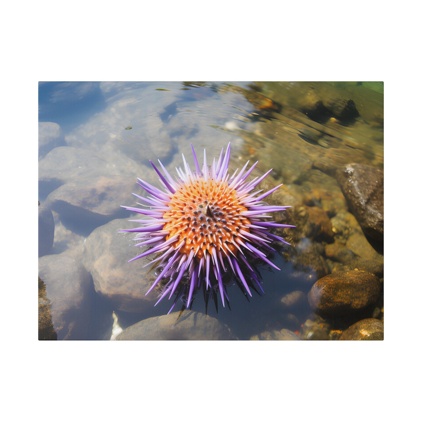 Sea Urchin Matte Canvas, Stretched, 0.75" pn005