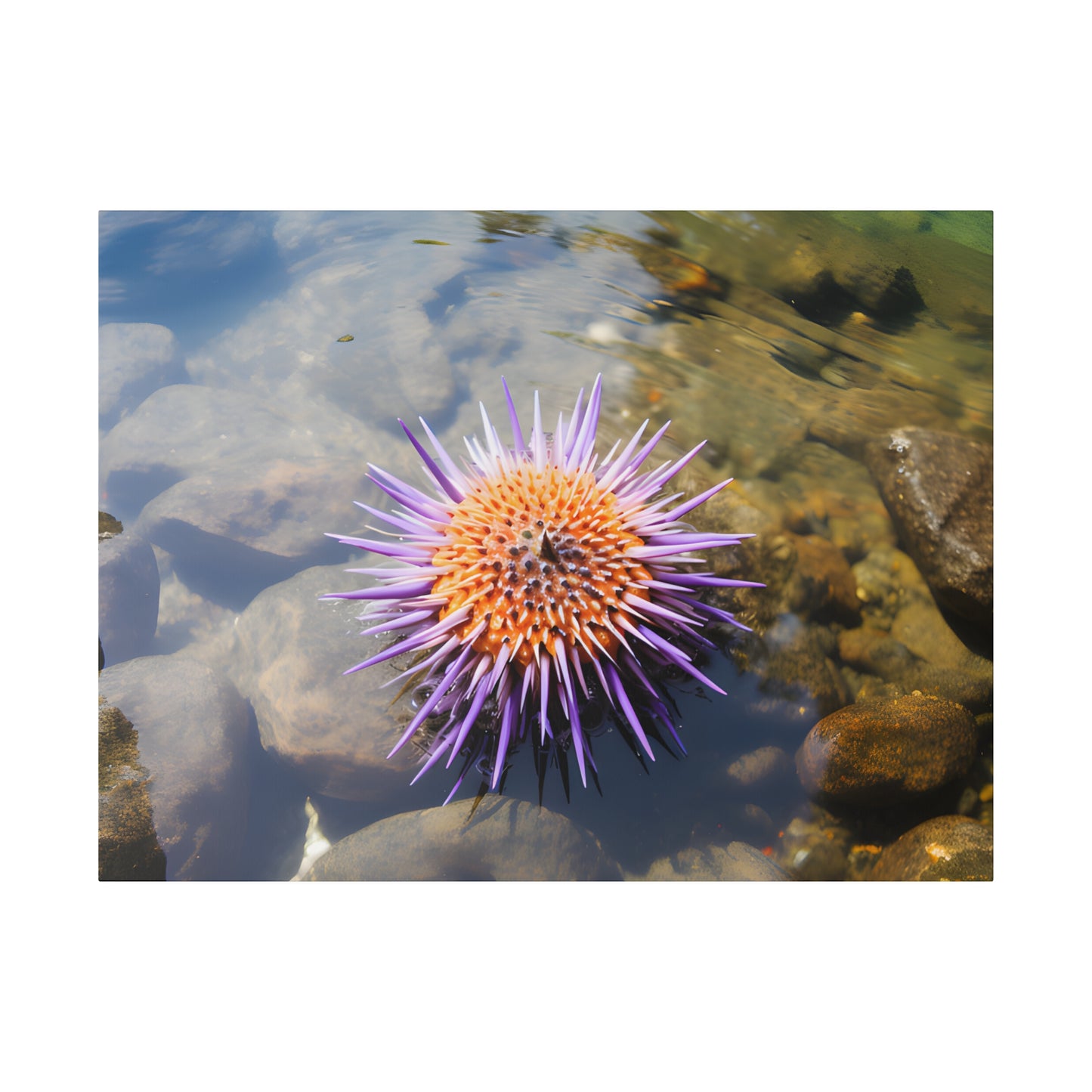 Sea Urchin Matte Canvas, Stretched, 0.75" pn005