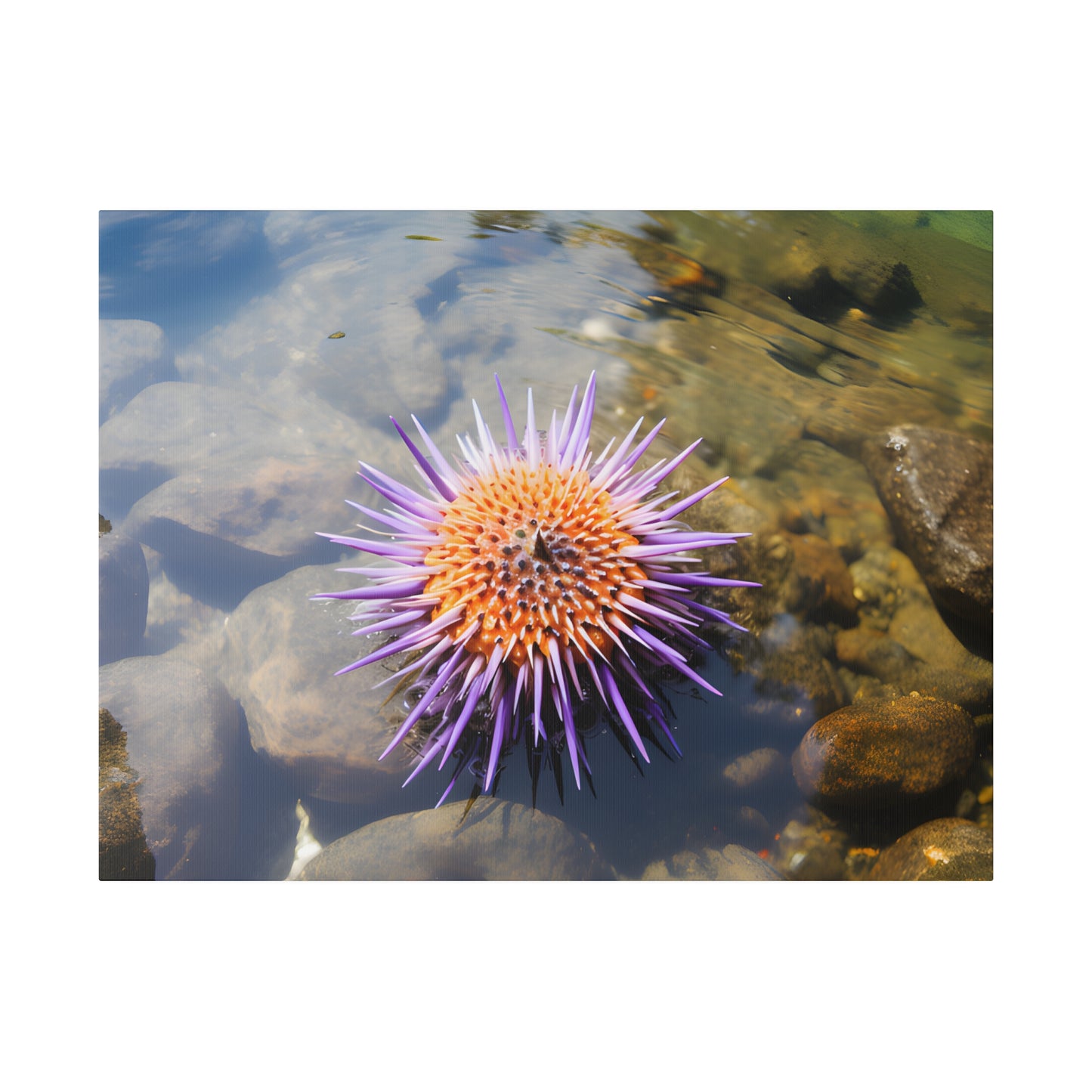 Sea Urchin Matte Canvas, Stretched, 0.75" pn005