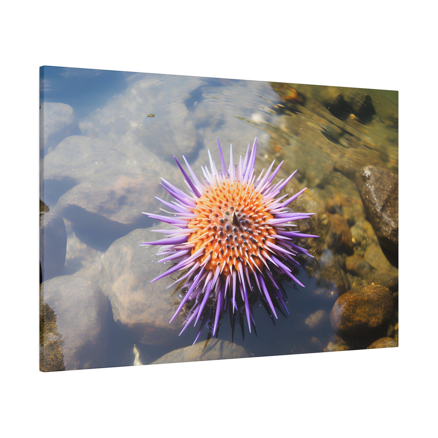 Sea Urchin Matte Canvas, Stretched, 0.75" pn005