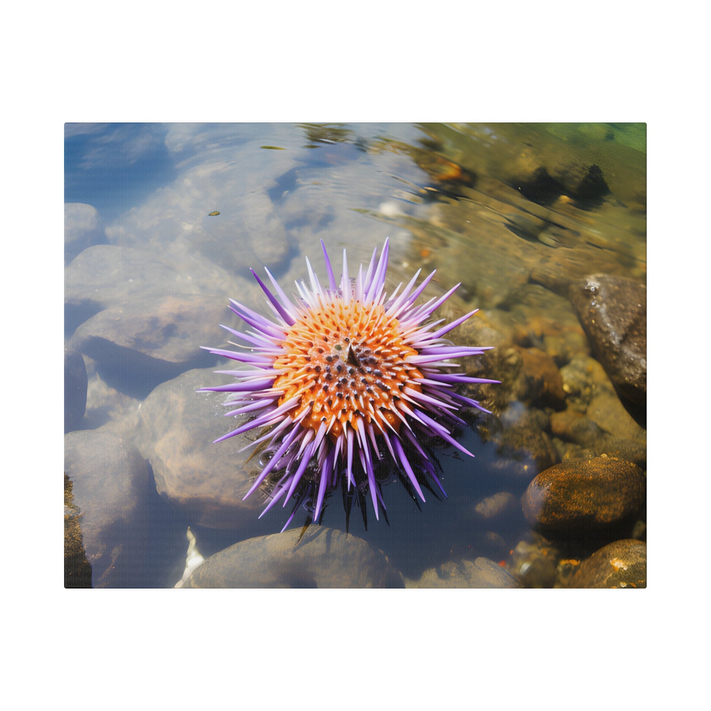 Sea Urchin Matte Canvas, Stretched, 0.75" pn005