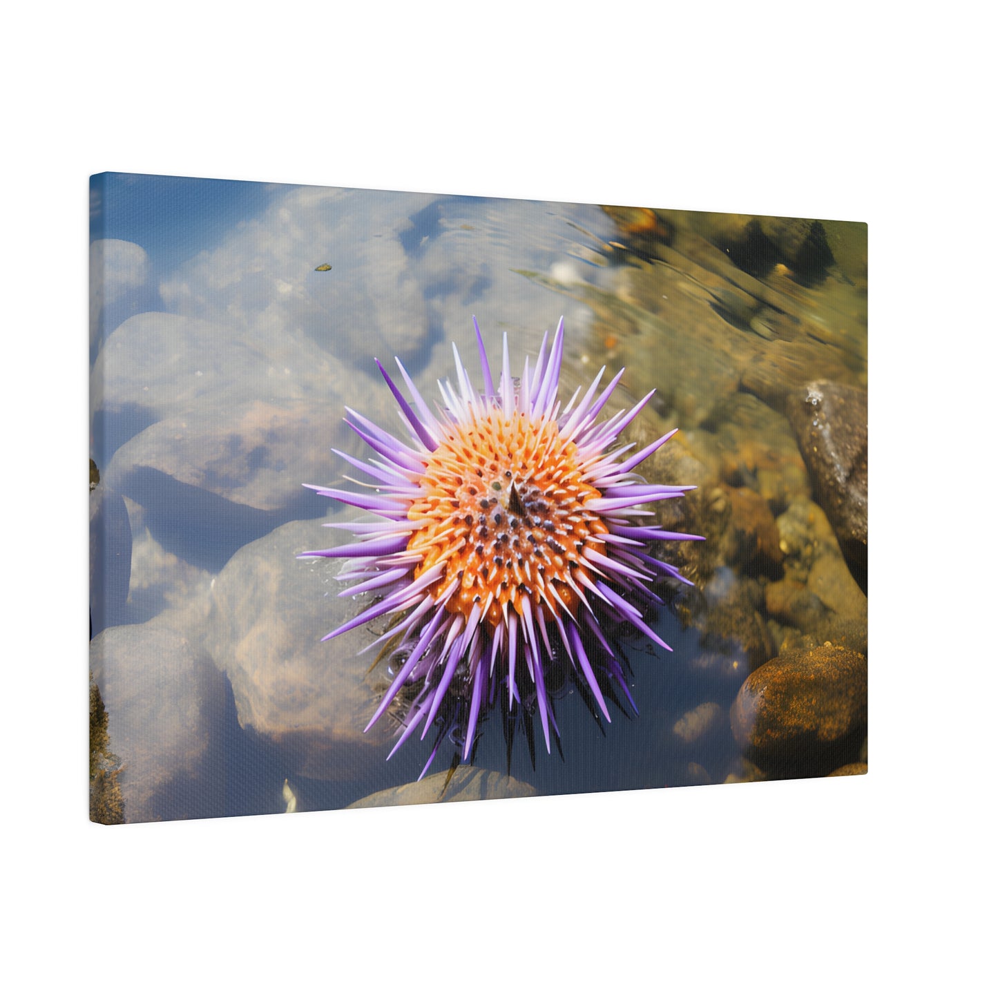Sea Urchin Matte Canvas, Stretched, 0.75" pn005