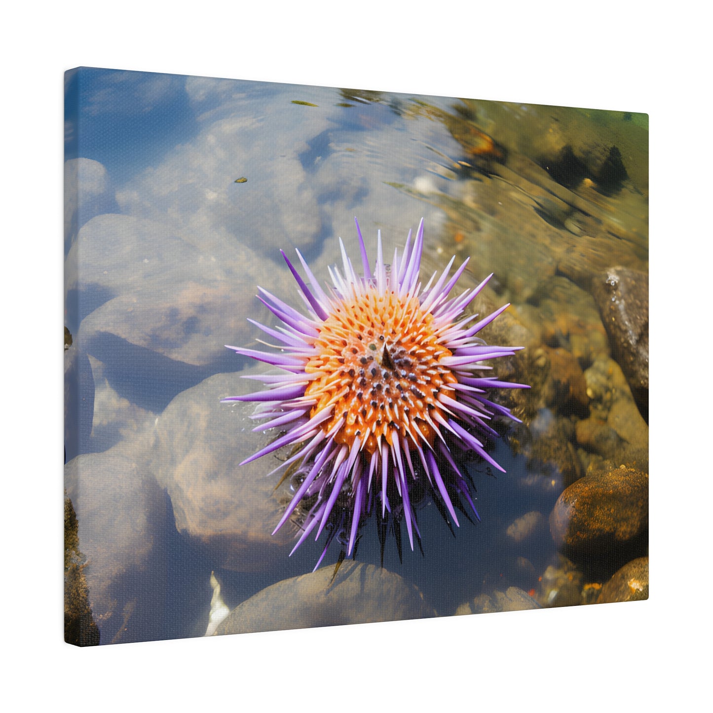 Sea Urchin Matte Canvas, Stretched, 0.75" pn005