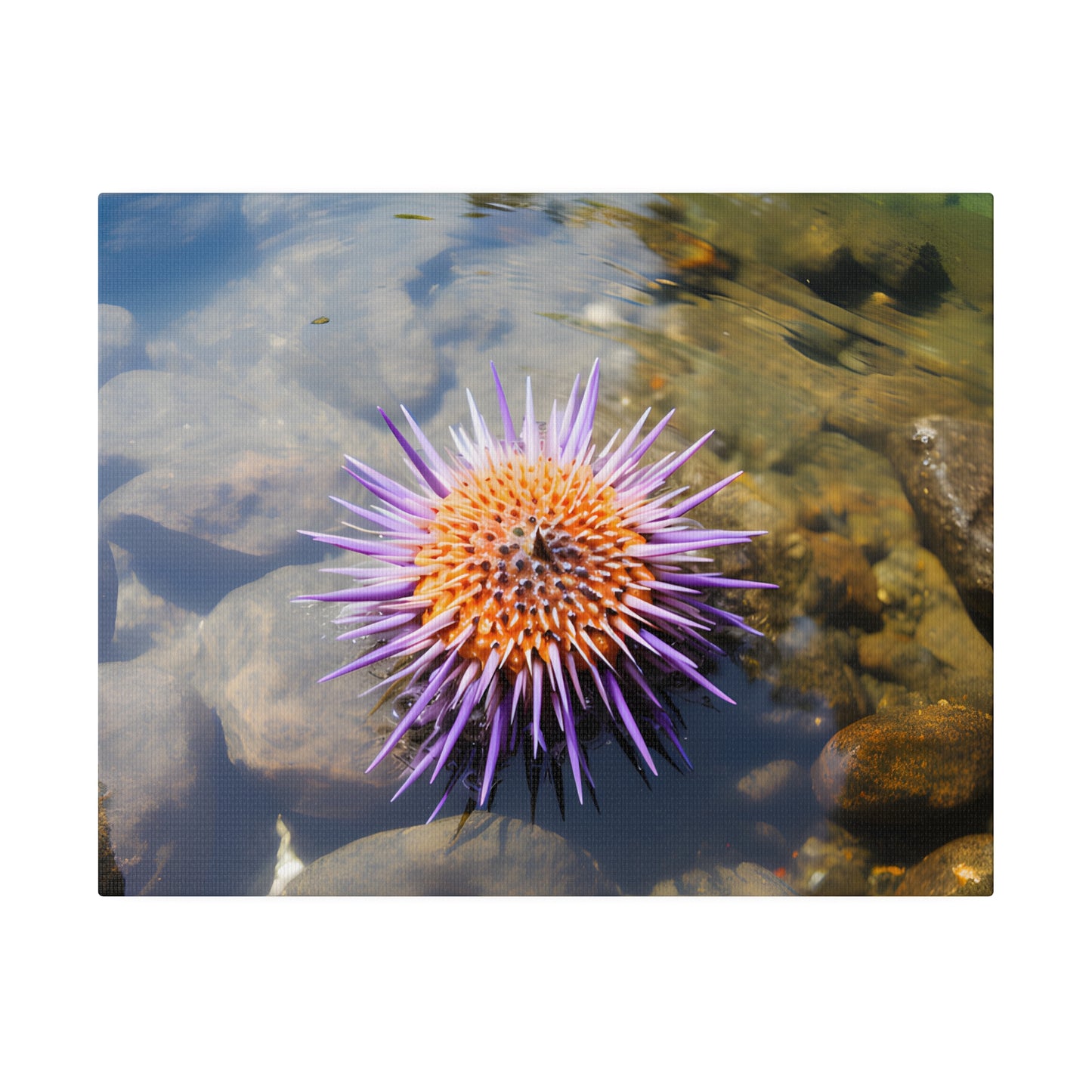 Sea Urchin Matte Canvas, Stretched, 0.75" pn005