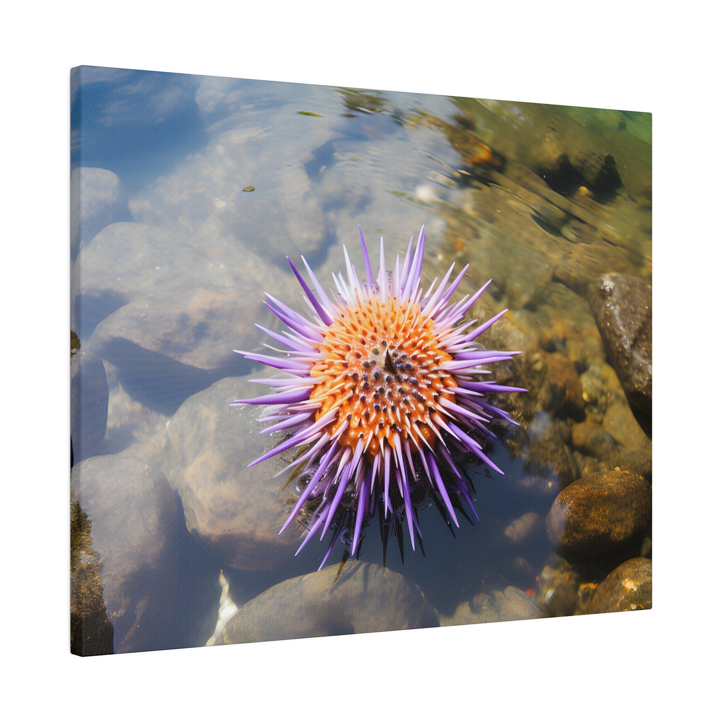 Sea Urchin Matte Canvas, Stretched, 0.75" pn005