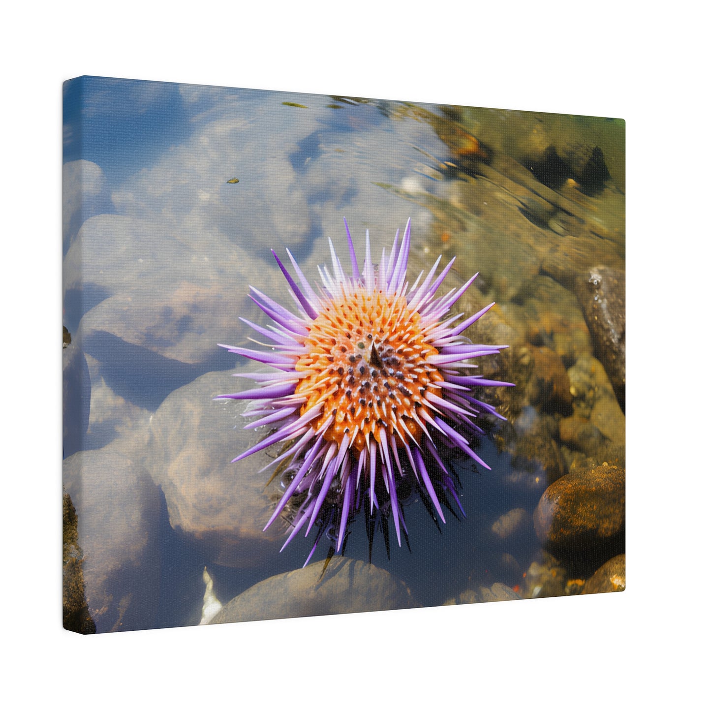 Sea Urchin Matte Canvas, Stretched, 0.75" pn005
