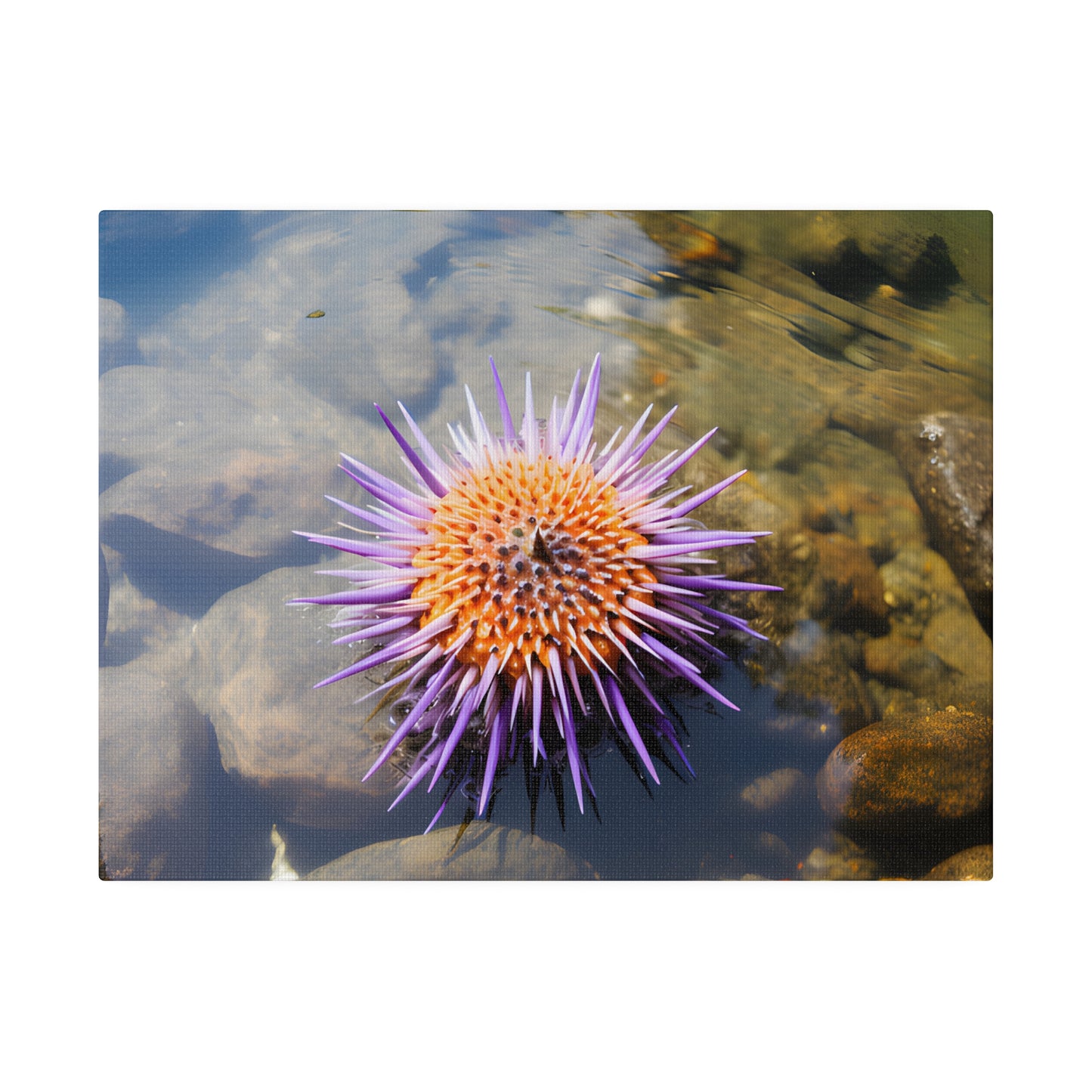 Sea Urchin Matte Canvas, Stretched, 0.75" pn005