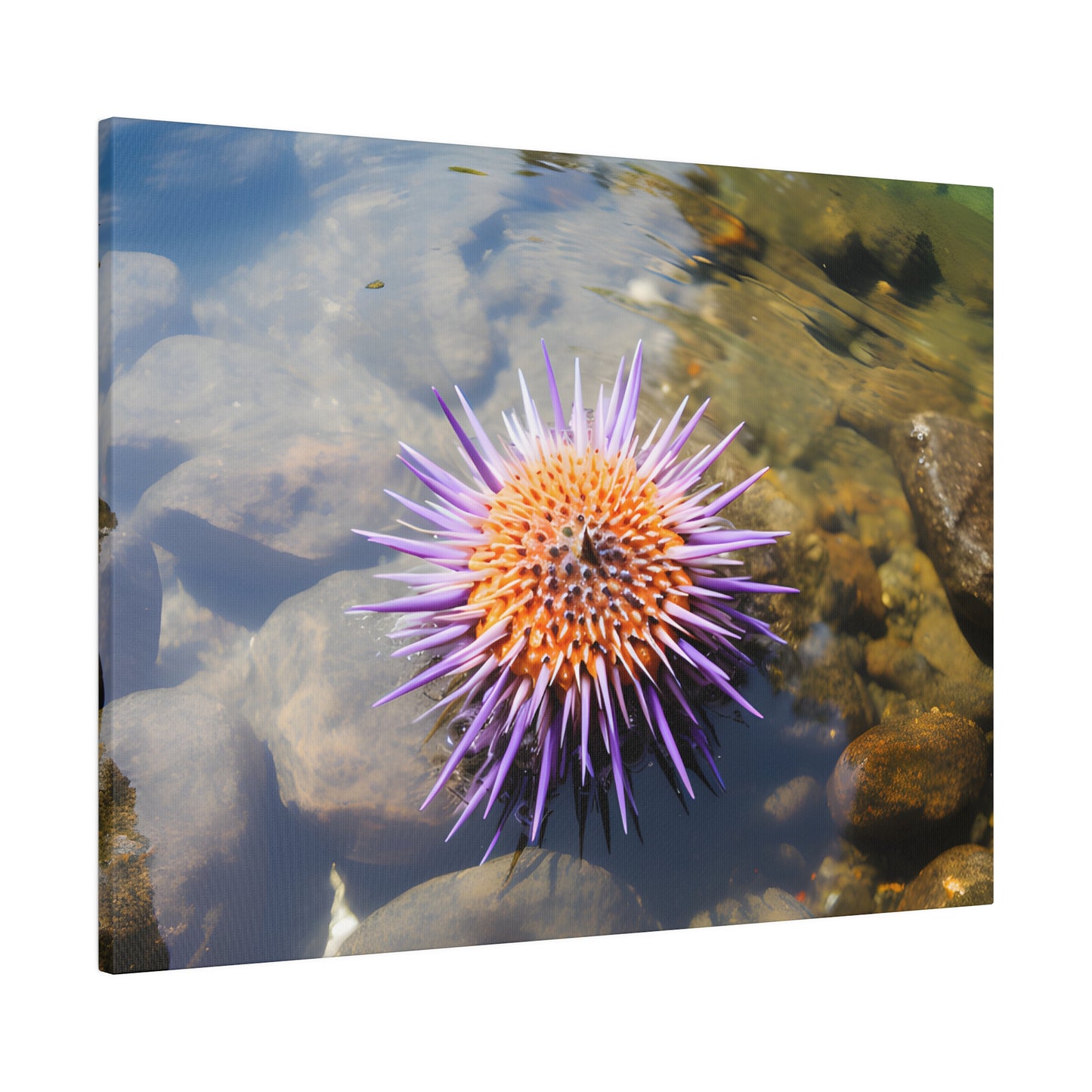 Sea Urchin Matte Canvas, Stretched, 0.75" pn005