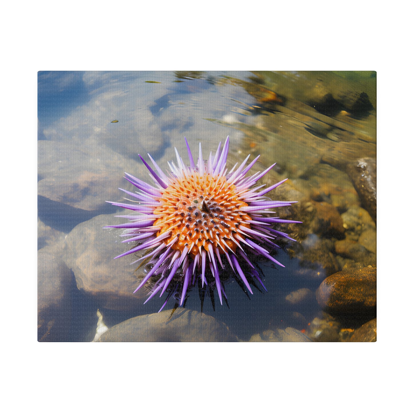 Sea Urchin Matte Canvas, Stretched, 0.75" pn005