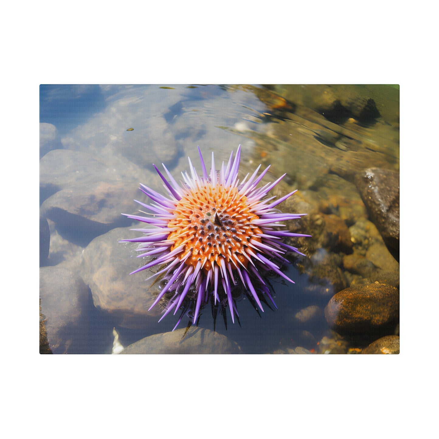 Sea Urchin Matte Canvas, Stretched, 0.75" pn005