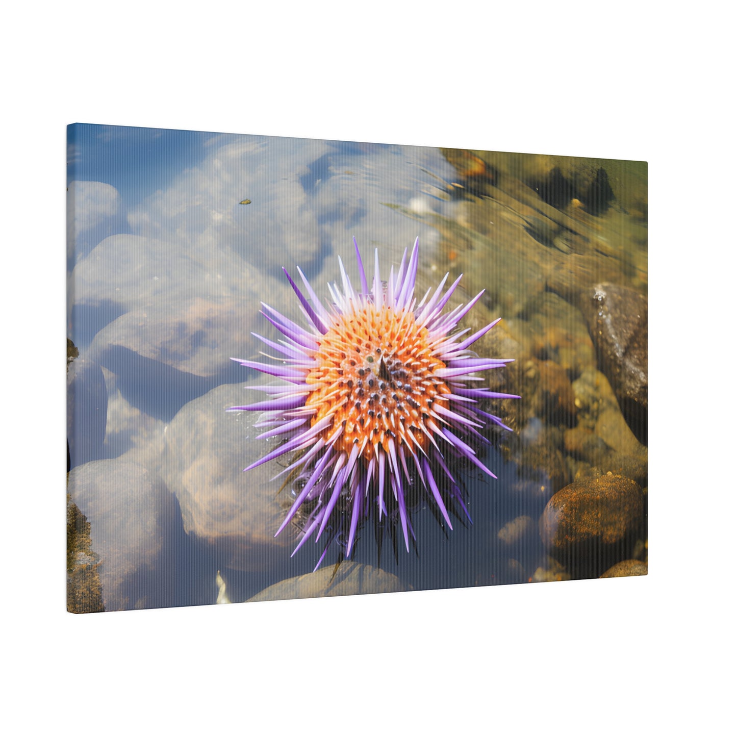Sea Urchin Matte Canvas, Stretched, 0.75" pn005