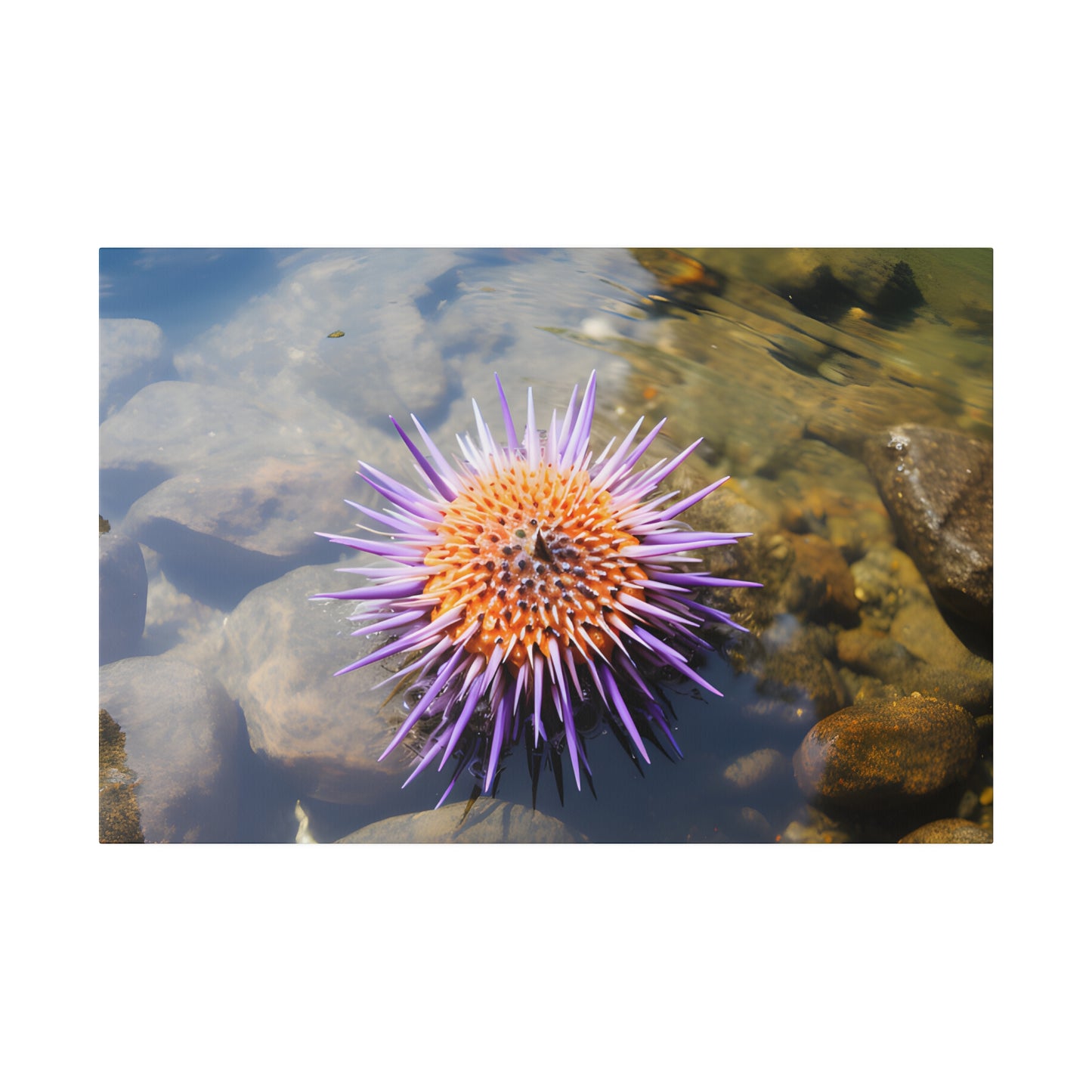 Sea Urchin Matte Canvas, Stretched, 0.75" pn005