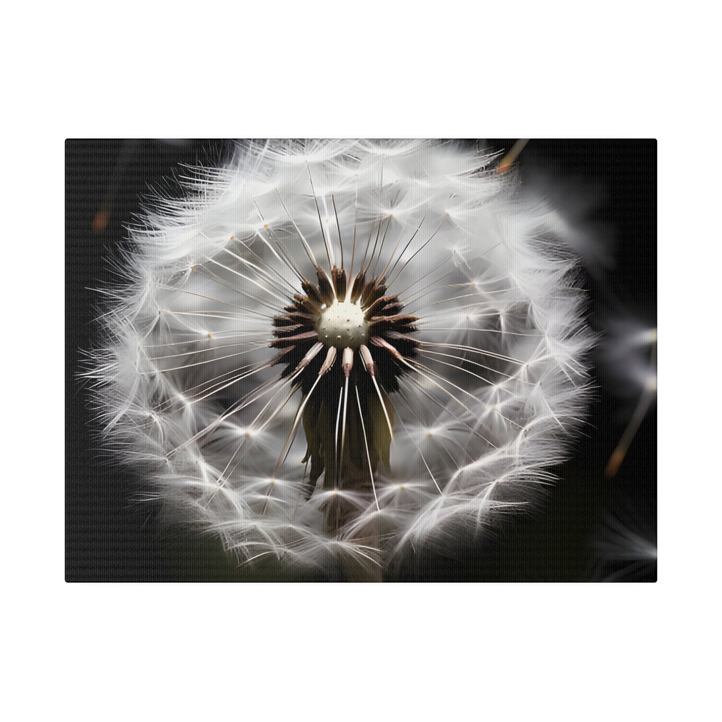 Dandelion Matte Canvas, Stretched, 0.75" pn022