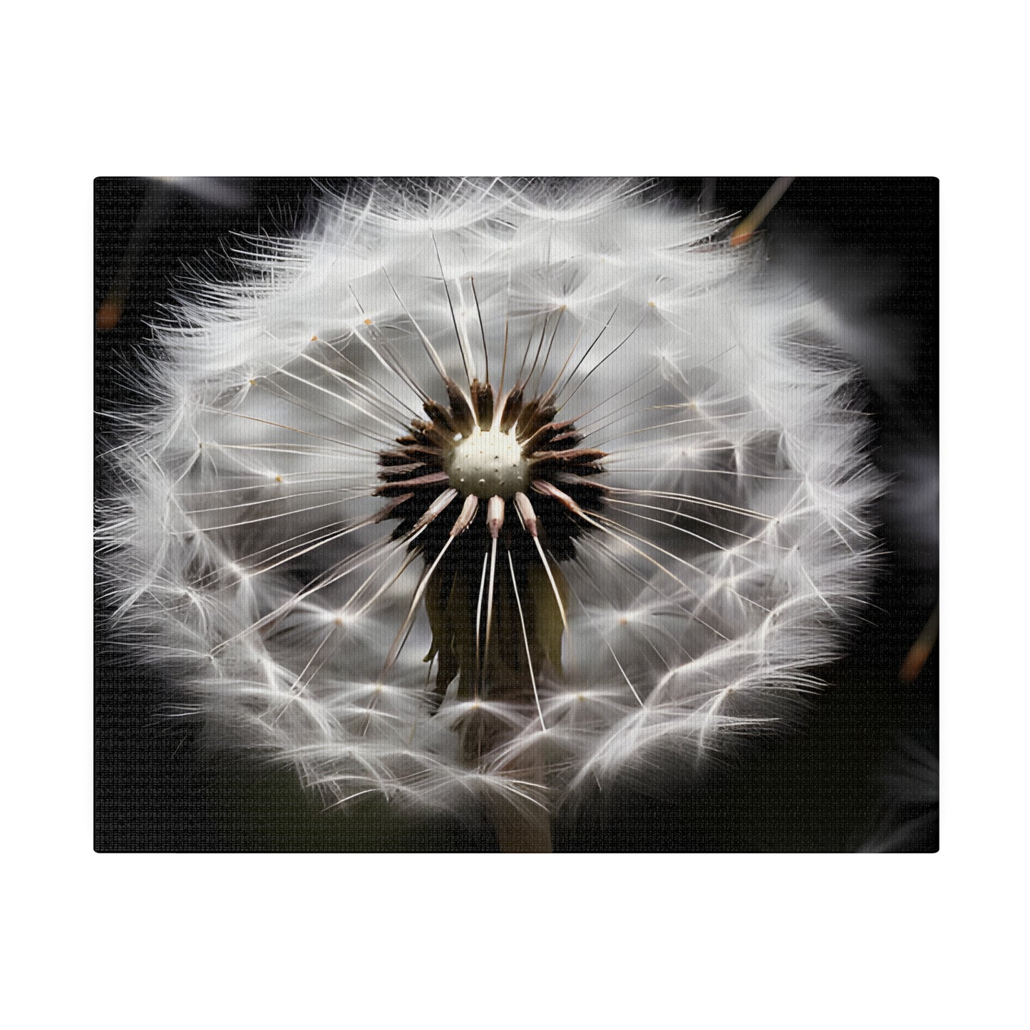 Dandelion Matte Canvas, Stretched, 0.75" pn022