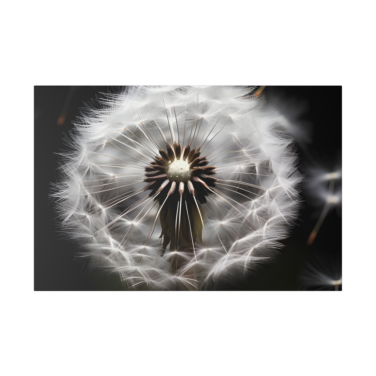 Dandelion Matte Canvas, Stretched, 0.75" pn022