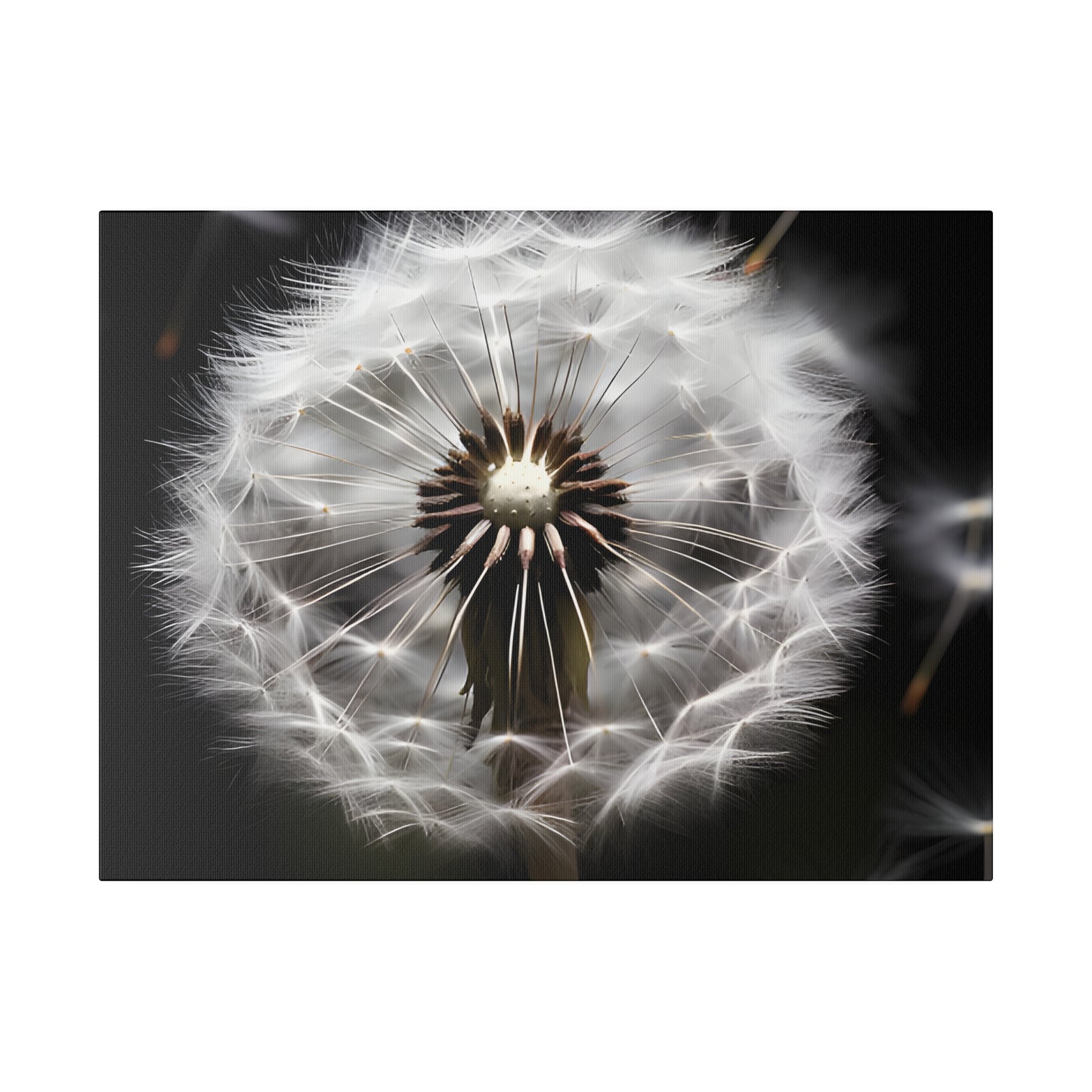 Dandelion Matte Canvas, Stretched, 0.75" pn022