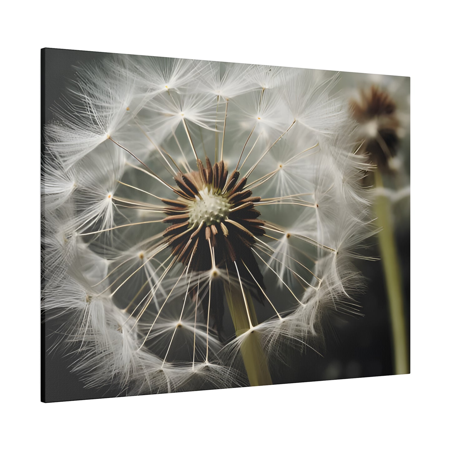 Dandelion Matte Canvas, Stretched, 0.75" pn023