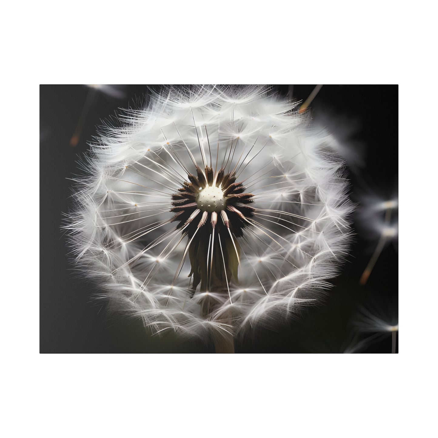 Dandelion Matte Canvas, Stretched, 0.75" pn022