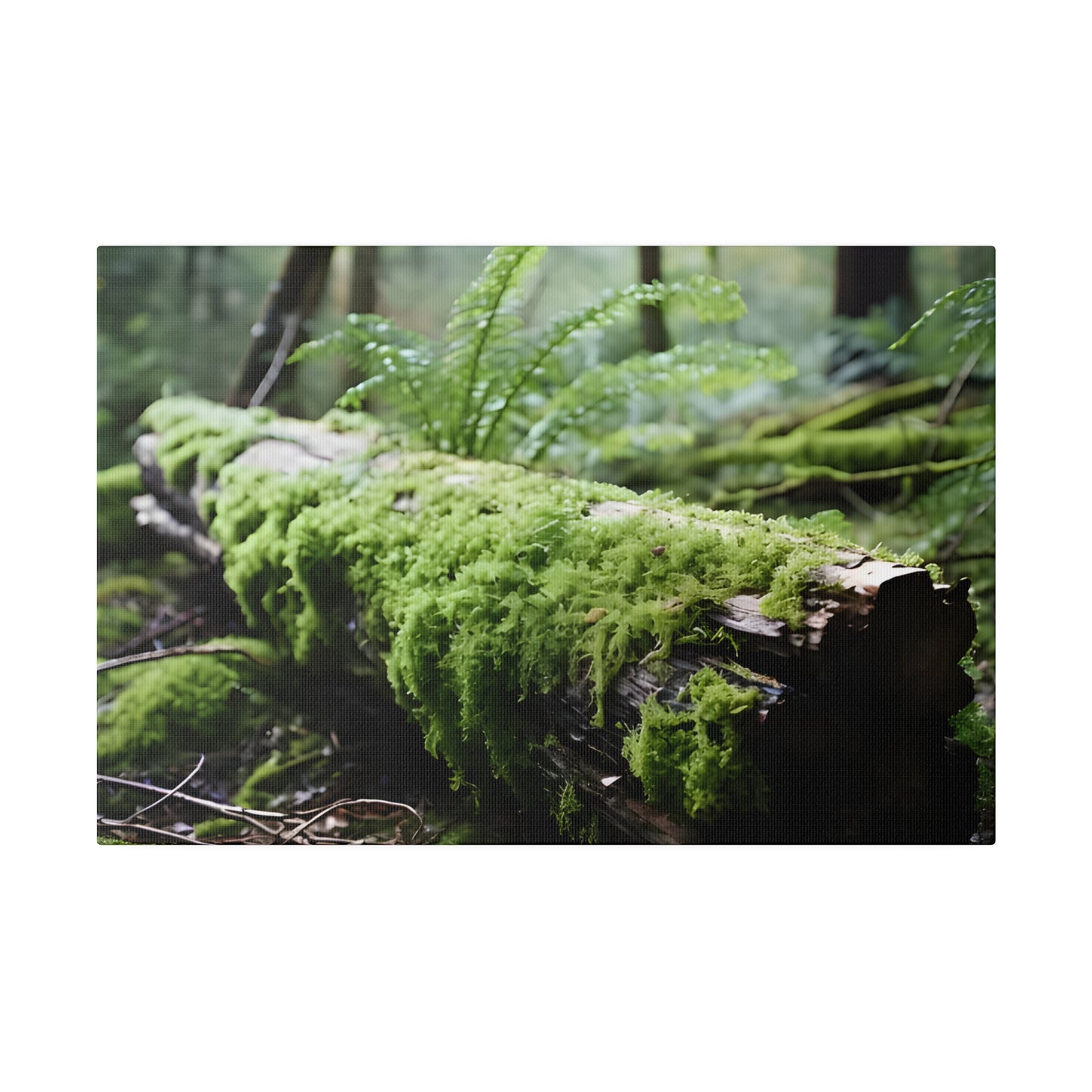 Mossy Log Matte Canvas, Stretched, 0.75" pn016