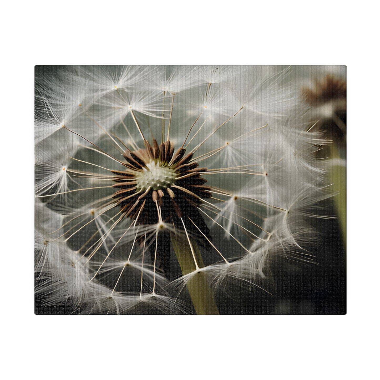 Dandelion Matte Canvas, Stretched, 0.75" pn023