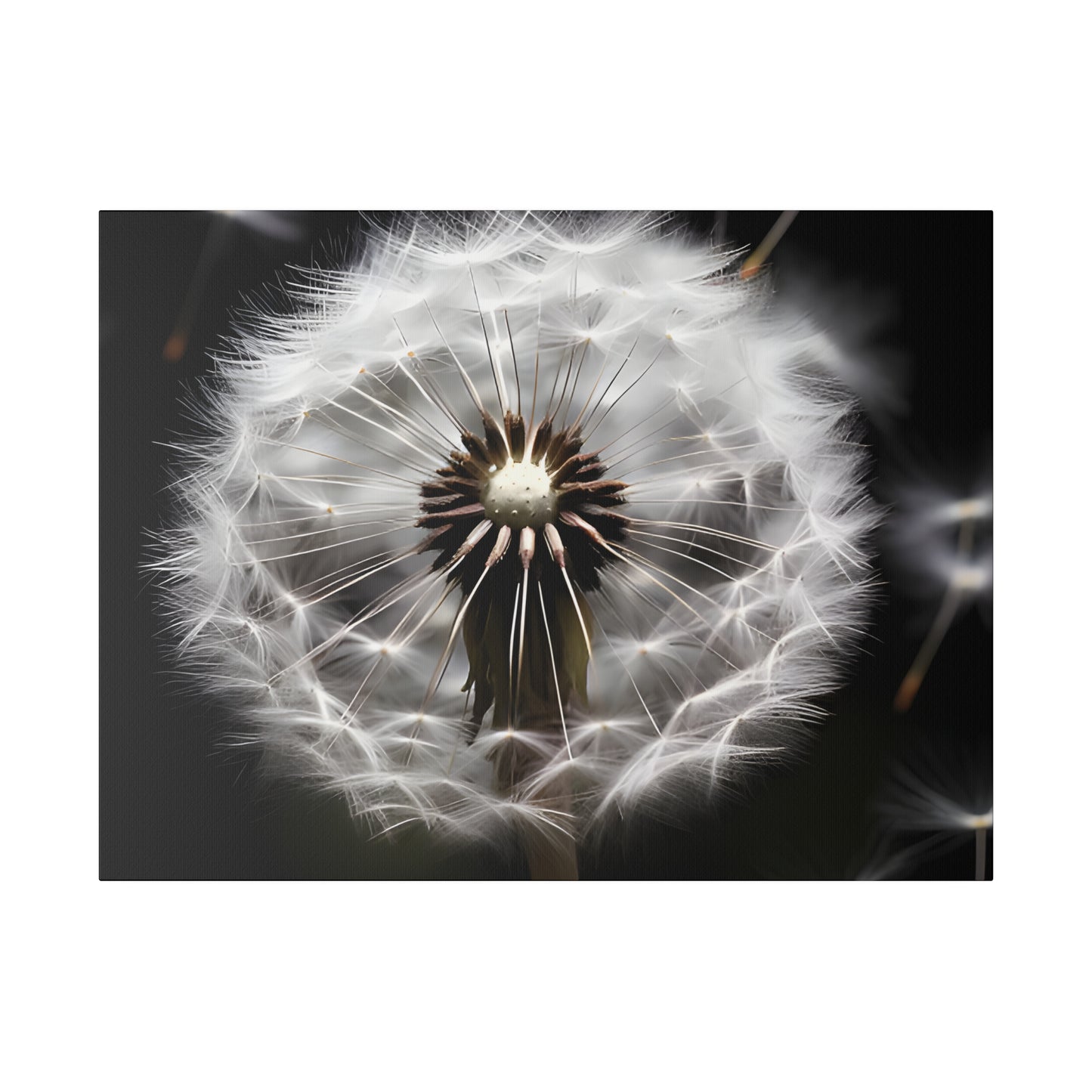 Dandelion Matte Canvas, Stretched, 0.75" pn022