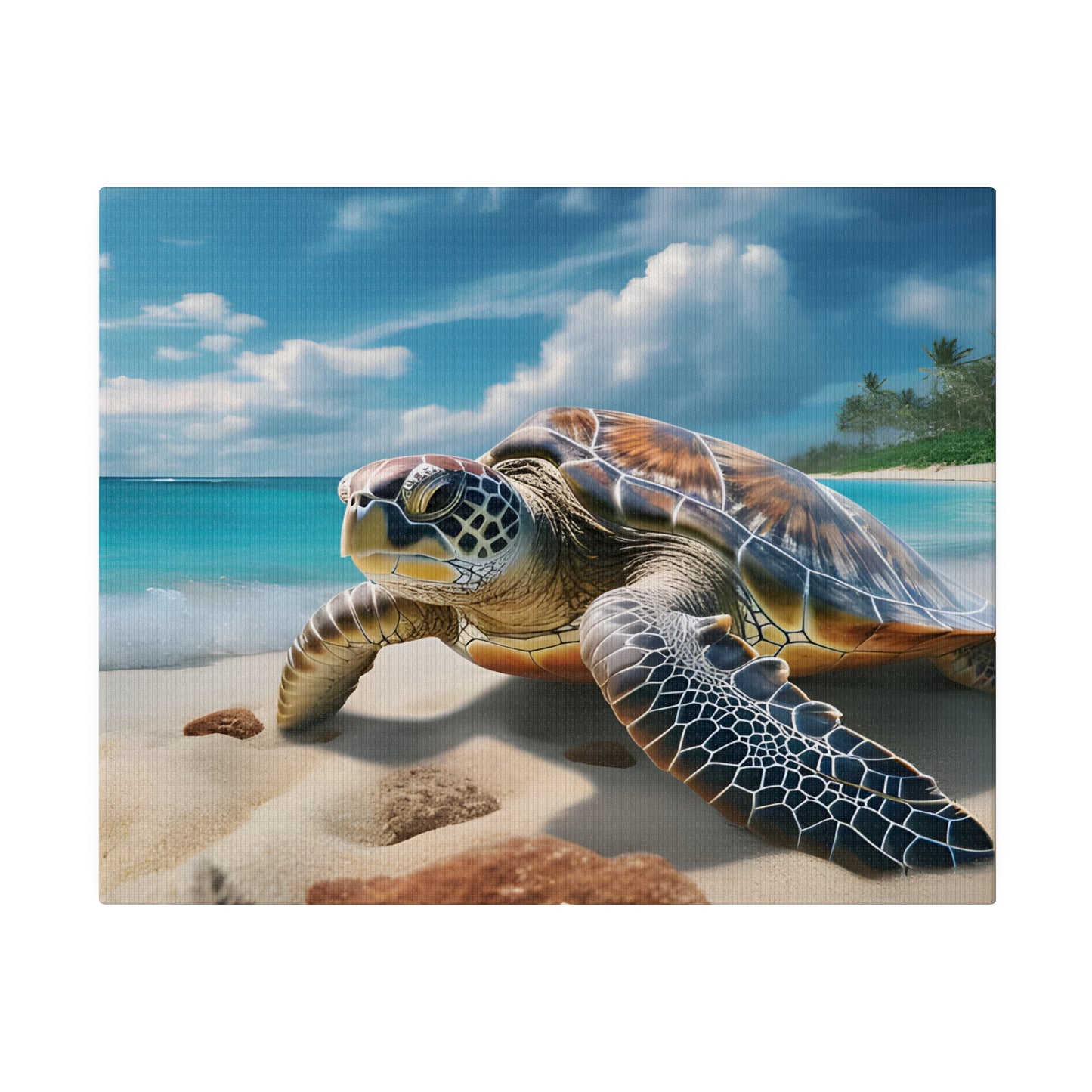 Sea Turtle Matte Canvas, Stretched, 0.75" pn019