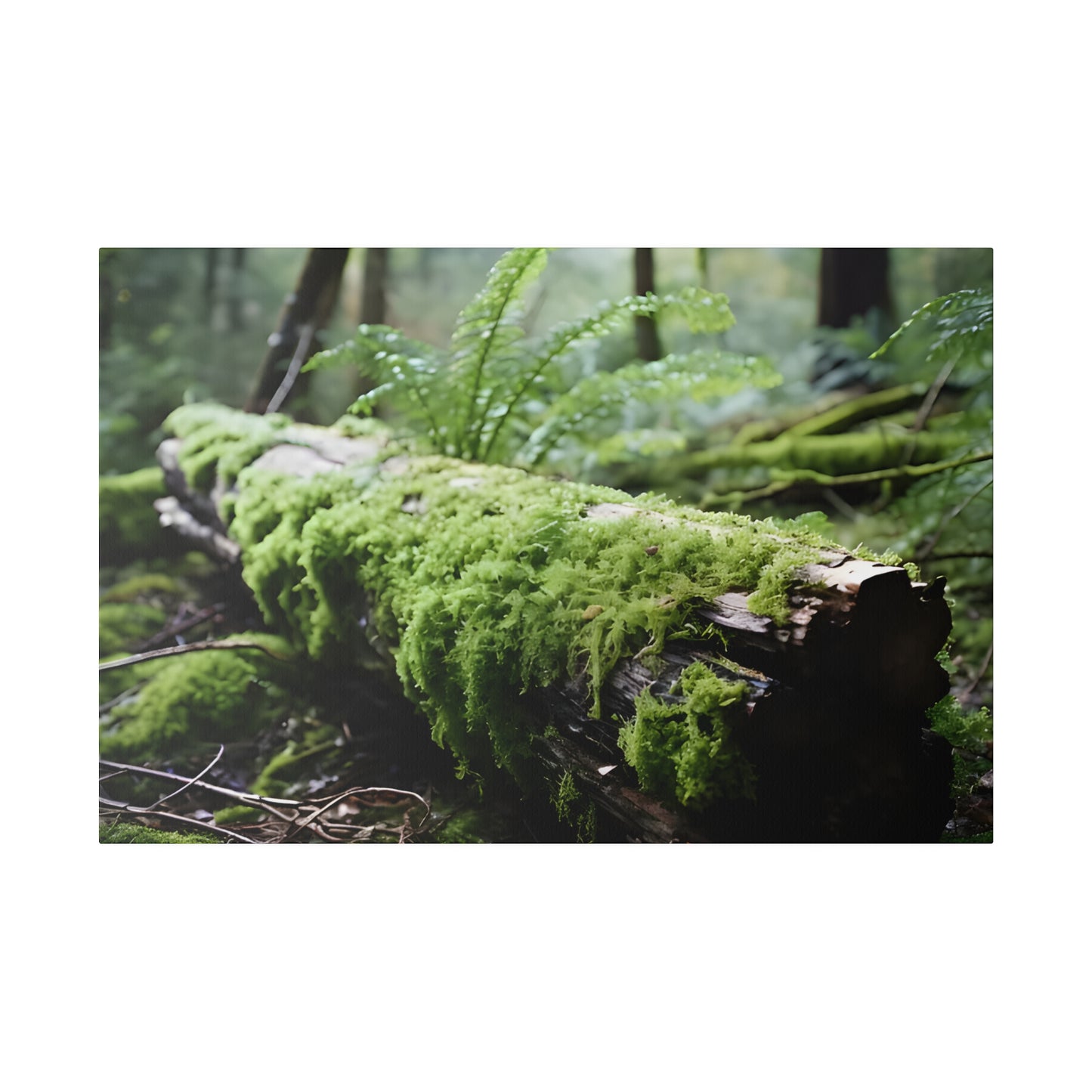 Mossy Log Matte Canvas, Stretched, 0.75" pn016