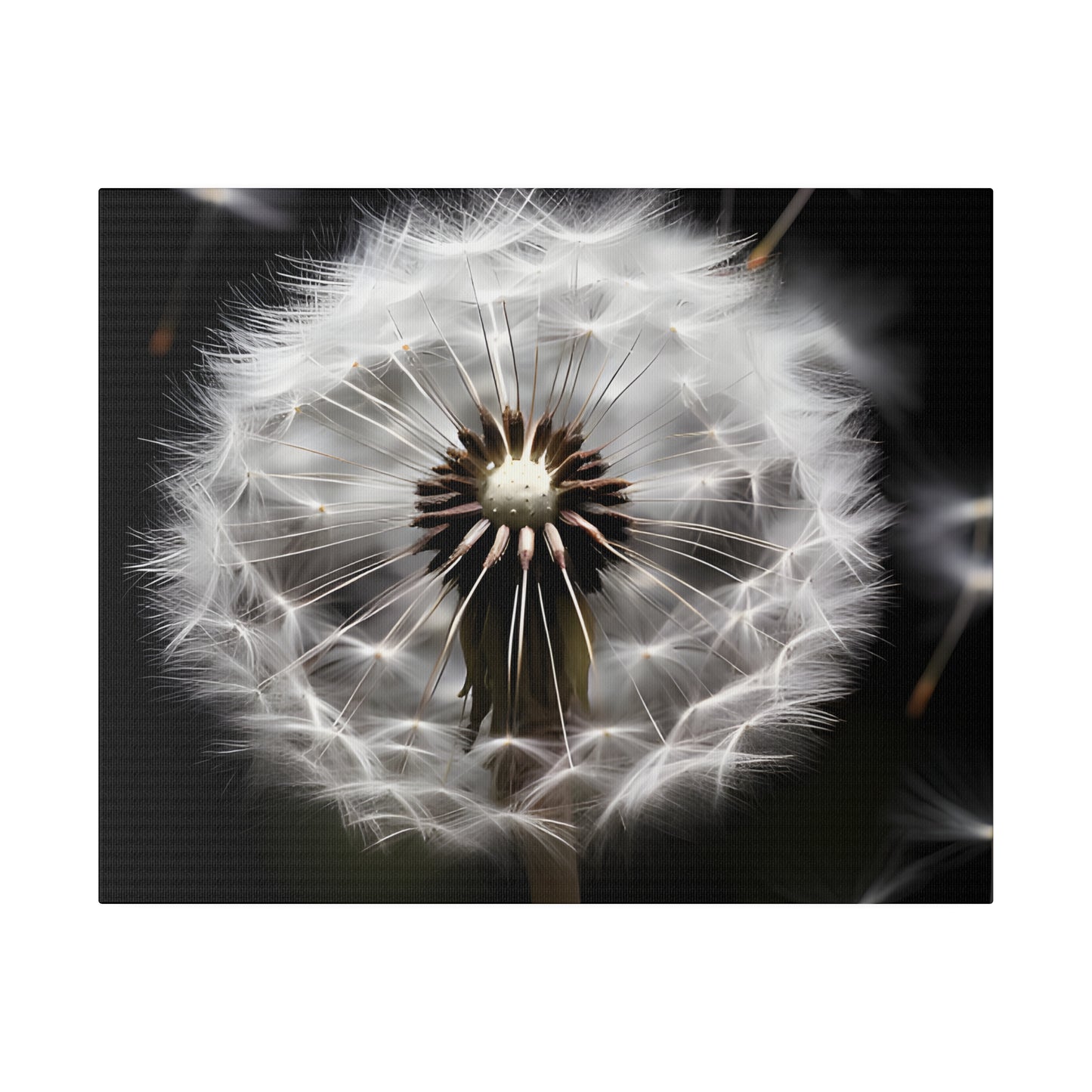 Dandelion Matte Canvas, Stretched, 0.75" pn022