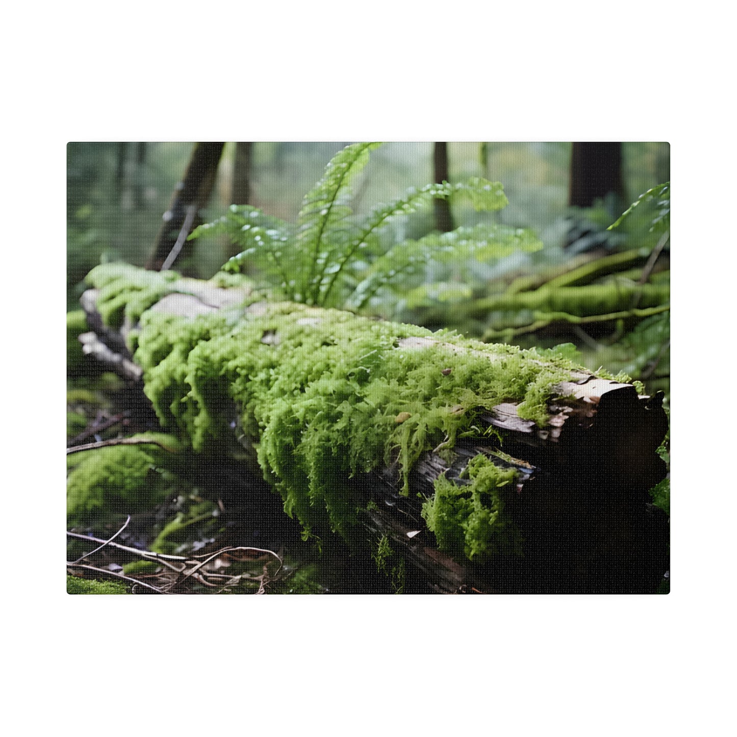 Mossy Log Matte Canvas, Stretched, 0.75" pn016