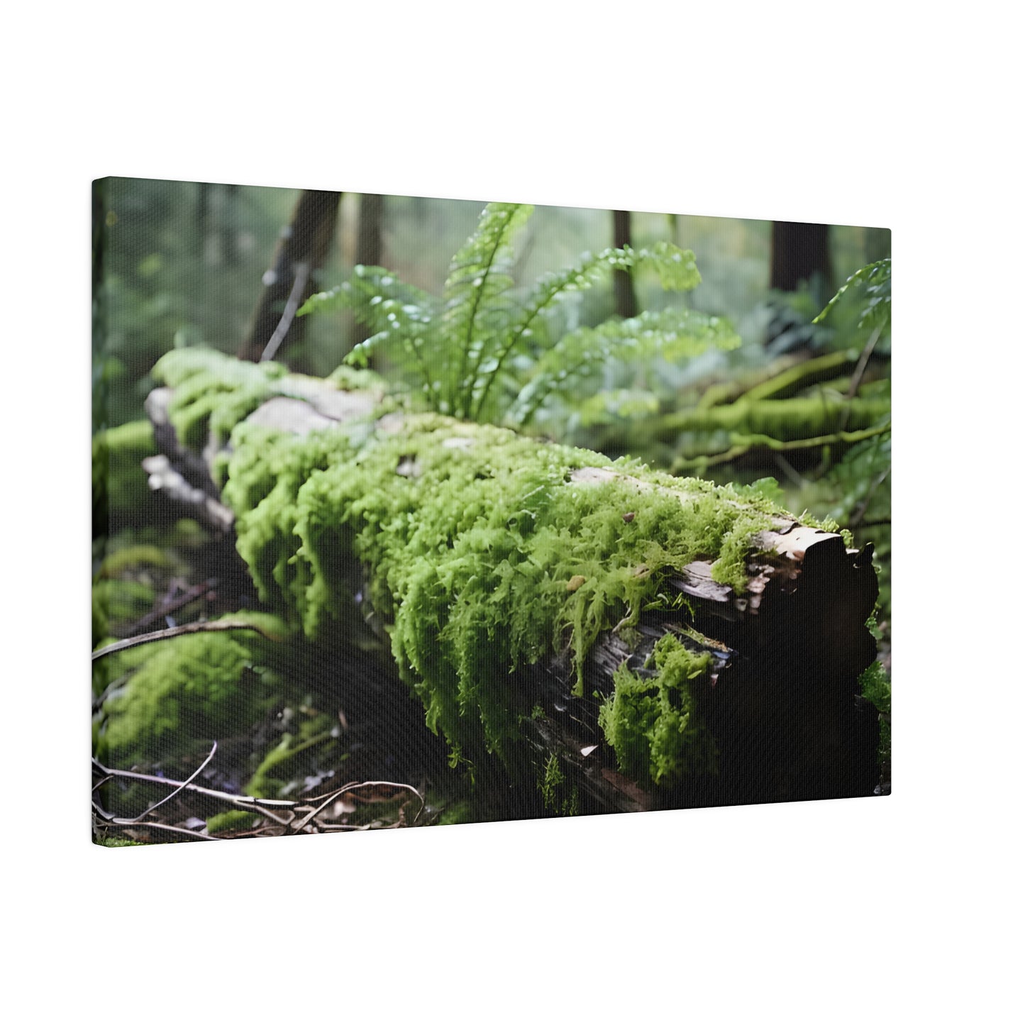 Mossy Log Matte Canvas, Stretched, 0.75" pn016