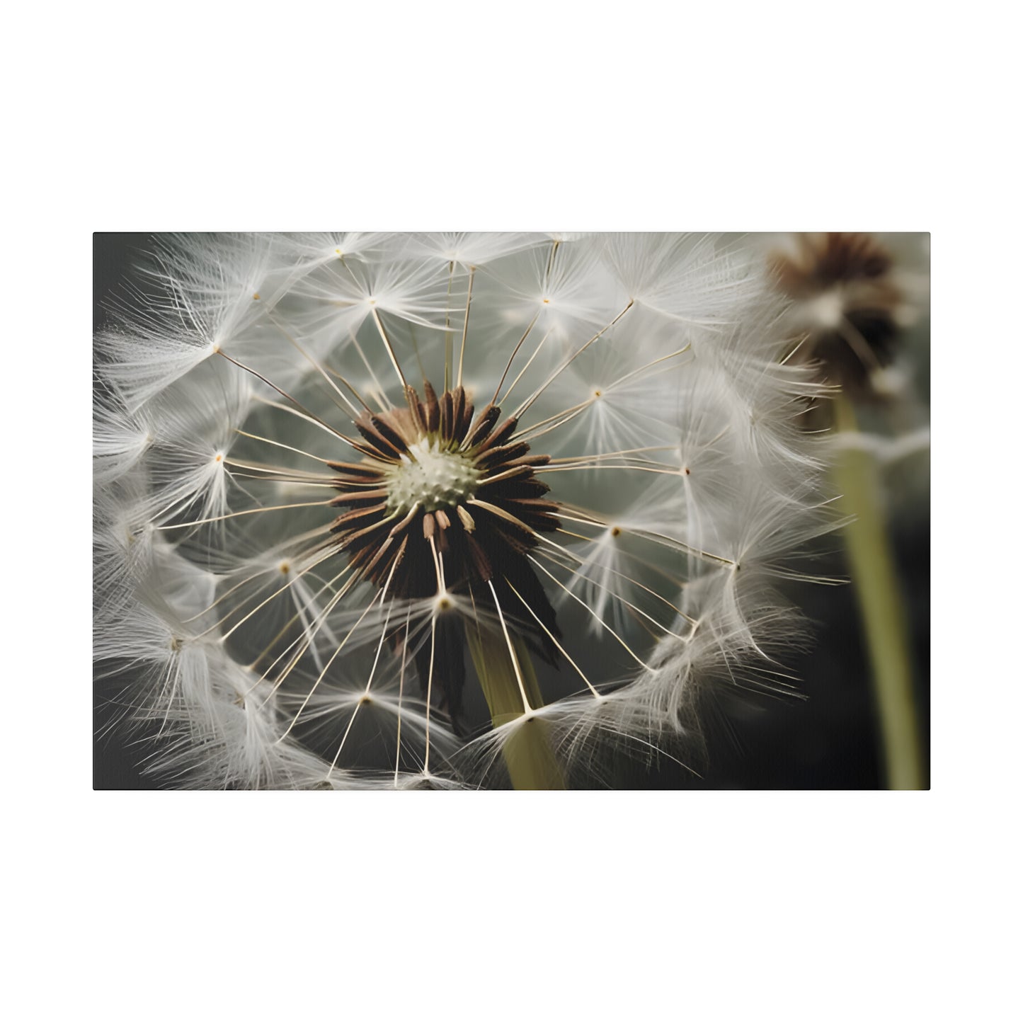 Dandelion Matte Canvas, Stretched, 0.75" pn023