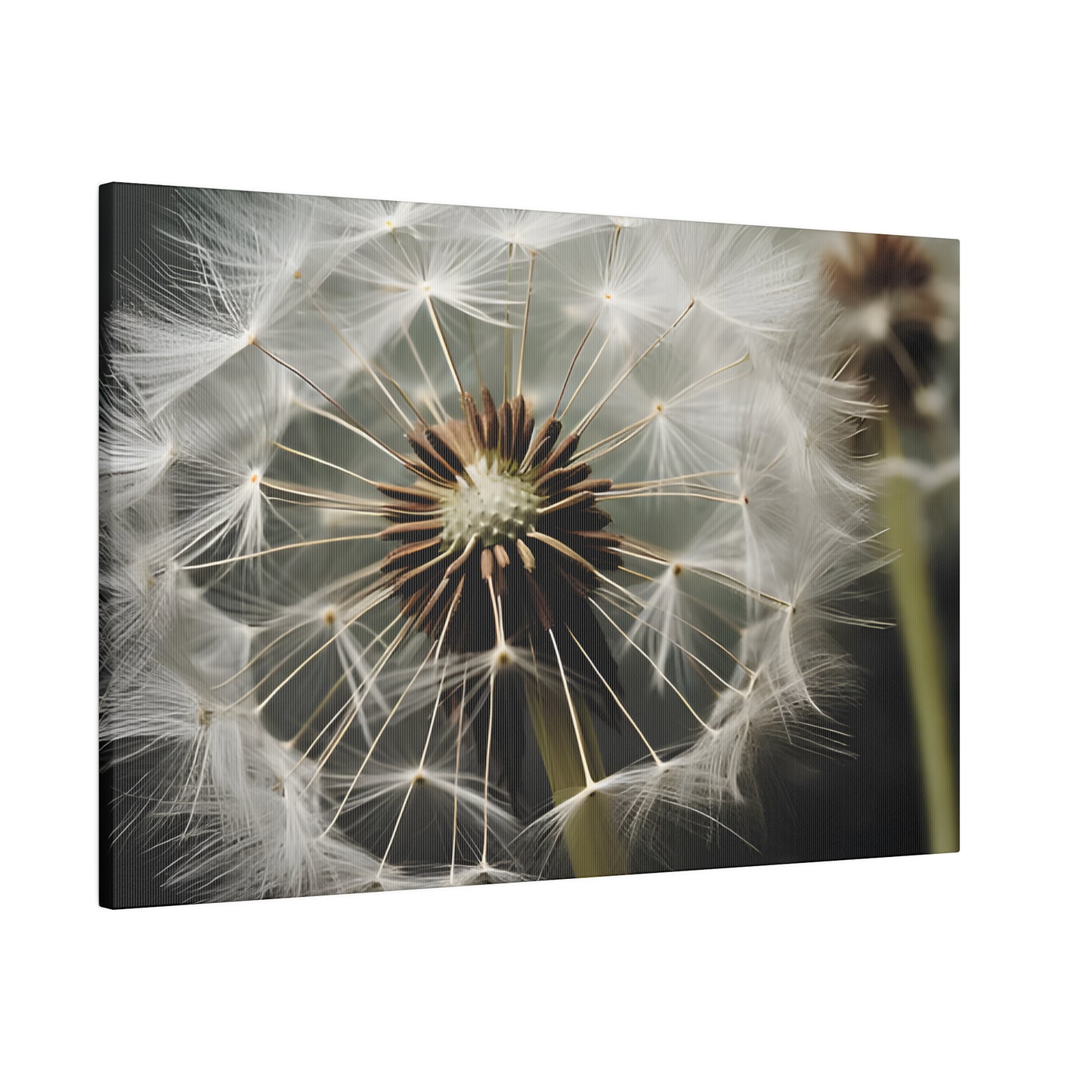 Dandelion Matte Canvas, Stretched, 0.75" pn023