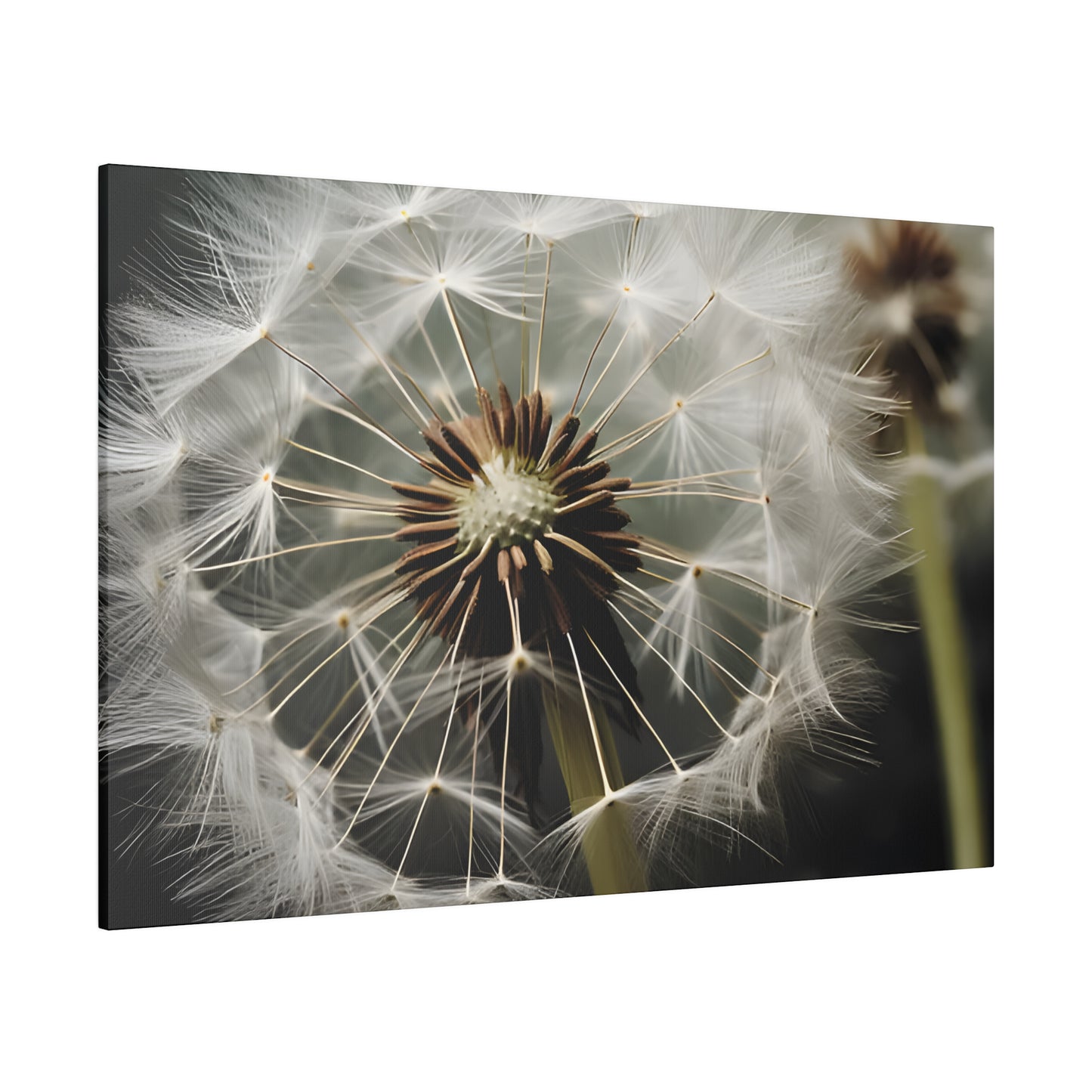 Dandelion Matte Canvas, Stretched, 0.75" pn023