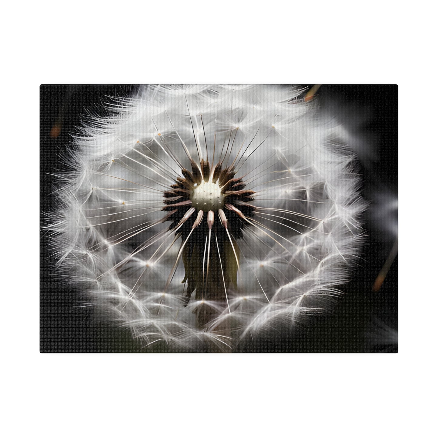 Dandelion Matte Canvas, Stretched, 0.75" pn022