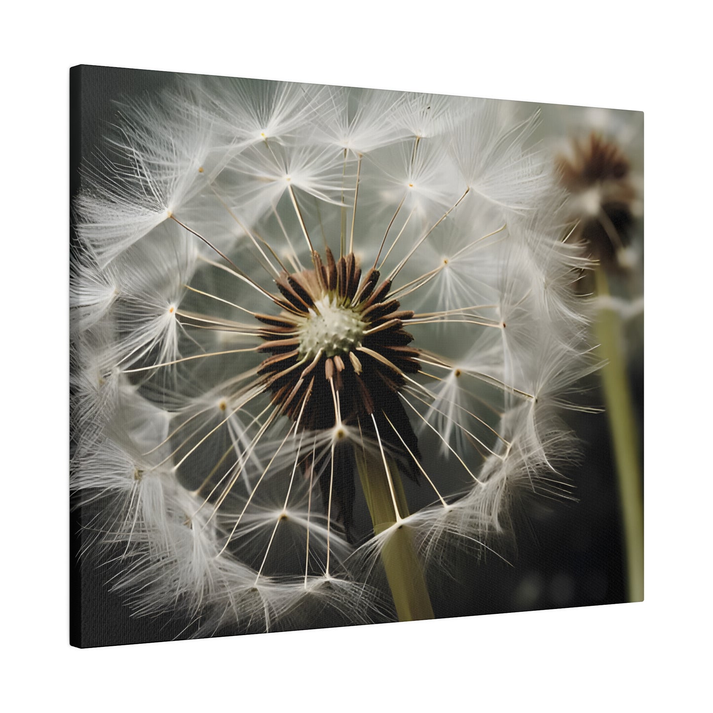 Dandelion Matte Canvas, Stretched, 0.75" pn023