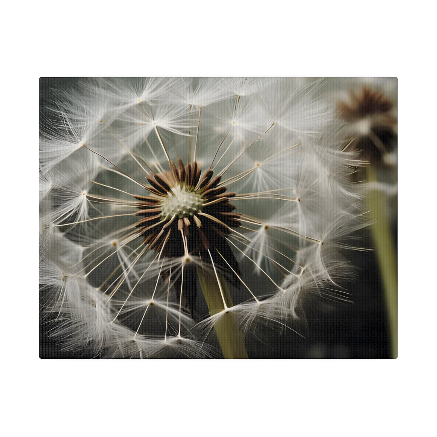 Dandelion Matte Canvas, Stretched, 0.75" pn023