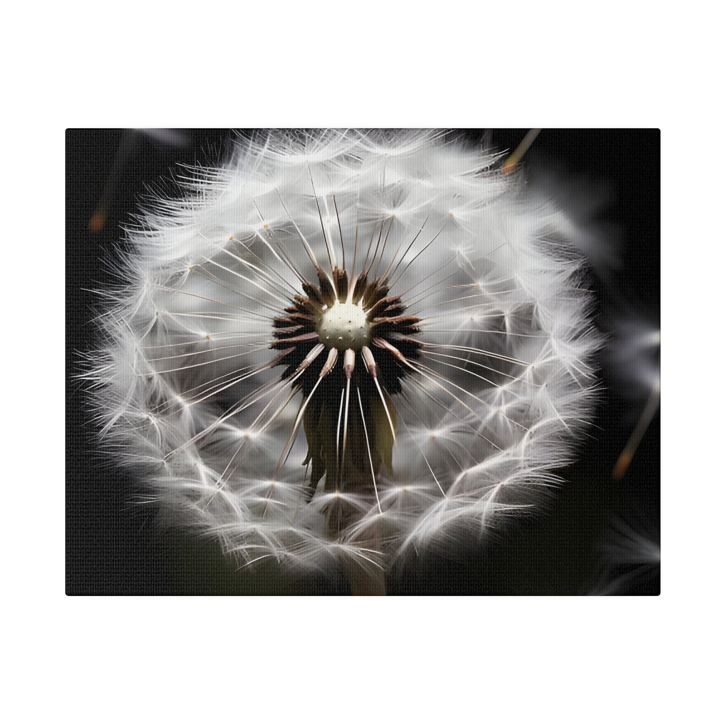 Dandelion Matte Canvas, Stretched, 0.75" pn022