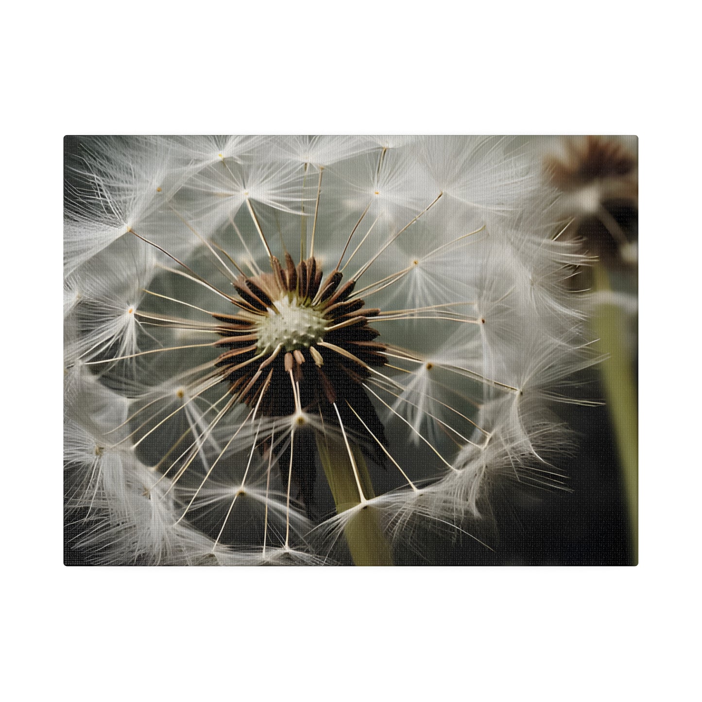 Dandelion Matte Canvas, Stretched, 0.75" pn023