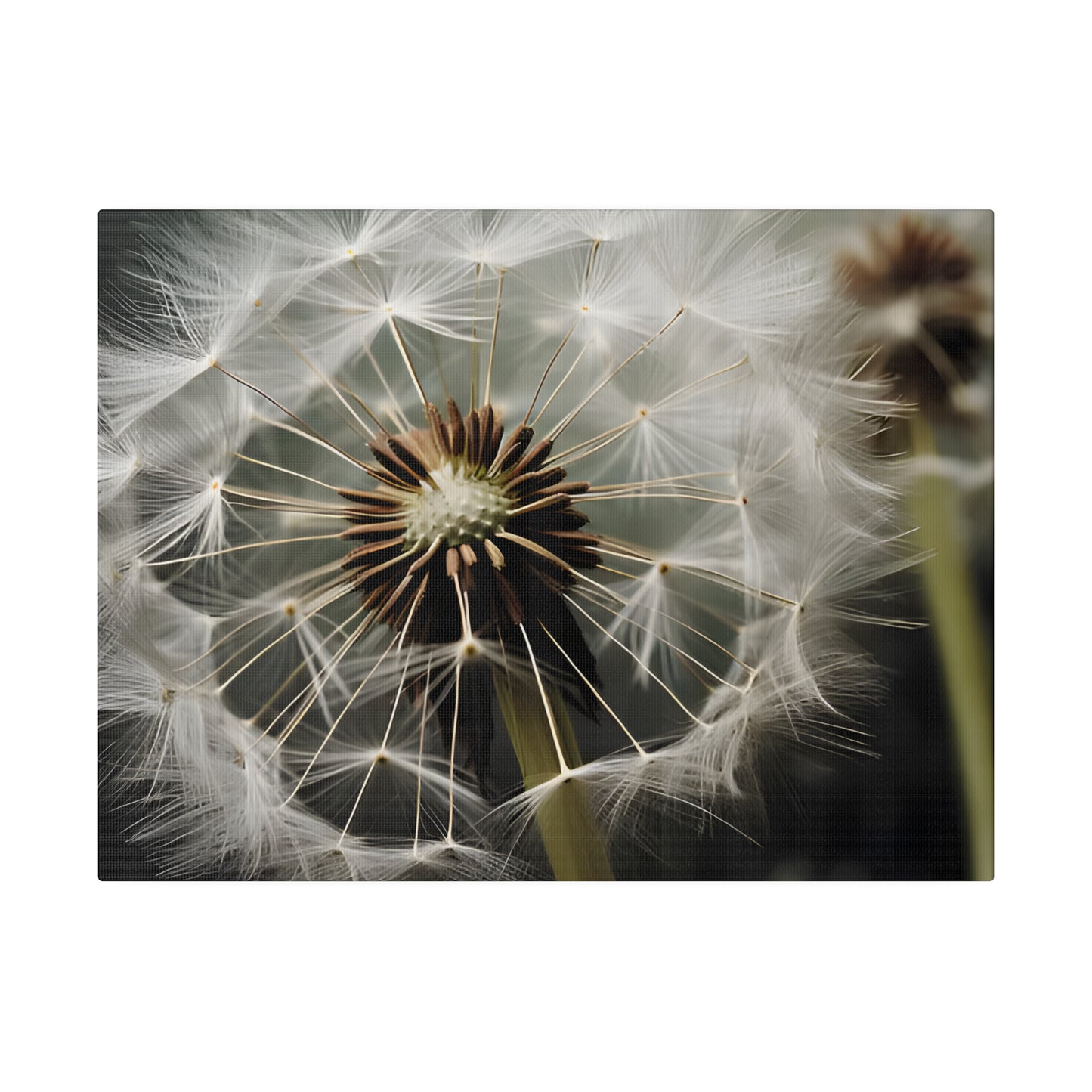 Dandelion Matte Canvas, Stretched, 0.75" pn023